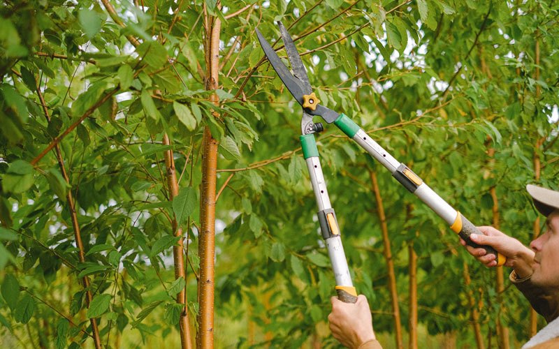 Tree trimming in Randleman, NC